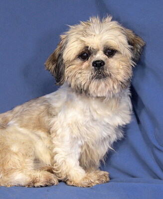 LOLA - R E S E R V I E R T !!!!! freundlich, anhänglich, fröhlich, gelehrig, katzenverträglich, anfangs ängstlich, Shih Tzu - Hündin