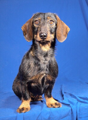 LOLA - R E S E R V I E R T !!!!! sehr freundlich, neugierig, fröhlich, anhänglich, intelligent, anfangs etwas ängstlich, Rauhaar Dackel - Hündin