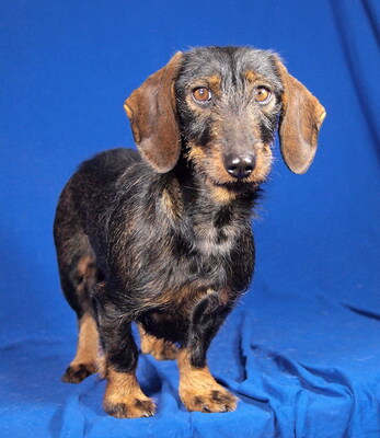 LOLA - R E S E R V I E R T !!!!! sehr freundlich, neugierig, fröhlich, anhänglich, intelligent, anfangs etwas ängstlich, Rauhaar Dackel - Hündin