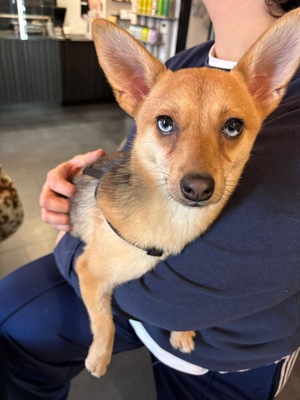 LOLA - R E S E R V I E R T !!!!! sehr freundlich, offenes Wesen, fröhlich, verspielt, lebhaft, aktiv, neugierig, Chihuahua Mischling (Video auf HP) - Betreuungsplatz Wien - Hündin