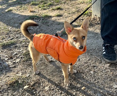 LOLA - R E S E R V I E R T !!!!! sehr freundlich, offenes Wesen, fröhlich, verspielt, lebhaft, aktiv, neugierig, Chihuahua Mischling (Video auf HP) - Betreuungsplatz Wien - Hündin