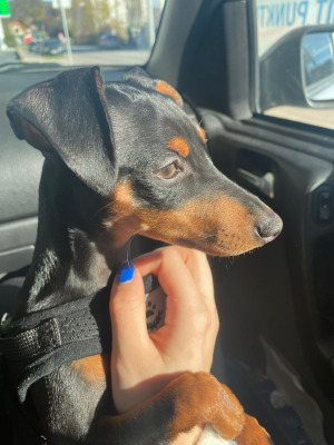 LOLA, Rattler-Pinschermix - Hündin