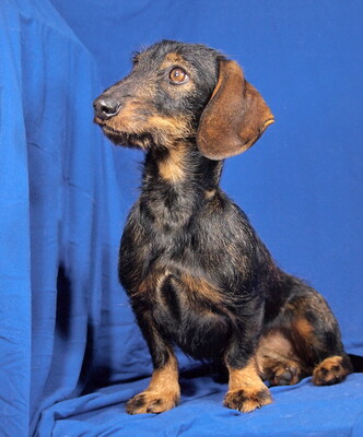 LOLA - sehr freundlich, neugierig, fröhlich, anhänglich, intelligent, anfangs etwas ängstlich, Rauhaar Dackel - Hündin