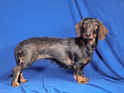 LOLA - sehr freundlich, neugierig, fröhlich, anhänglich, intelligent, anfangs etwas ängstlich, Rauhaar Dackel - Hündin