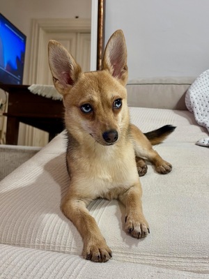 LOLA - sehr freundlich, offenes Wesen, fröhlich, verspielt, lebhaft, aktiv, neugierig