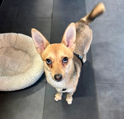 LOLA - sehr freundlich, offenes Wesen, fröhlich, verspielt, lebhaft, aktiv, neugierig, Chihuahua Mischling (Video-Link vorhanden) - Betreuungsplatz Wien - Hündin