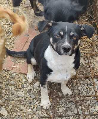 LOLA, unbekannt - Hündin