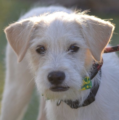 LONNY - Linares, Mischling - unkastriert - Rüde