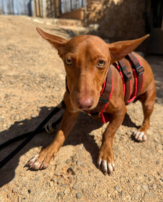 LOOLA, Podenco Maneto - Hündin