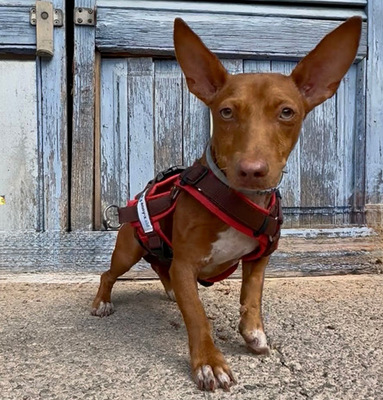 LOOLA, Podenco Maneto - Hündin