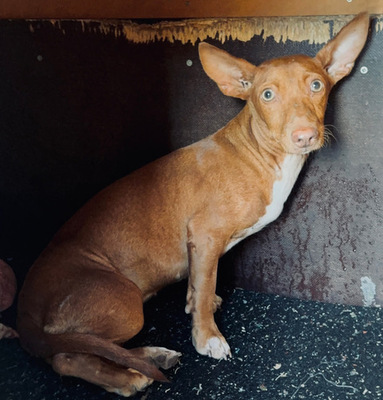 LOOLA, Podenco Maneto - Hündin