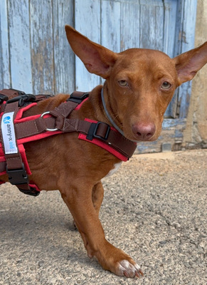 LOOLA, Podenco Maneto - Hündin