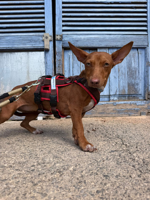 LOOLA, Podenco Maneto - Hündin