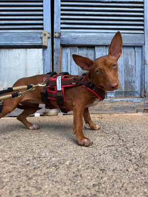 LOOLA, Podenco Maneto - Hündin
