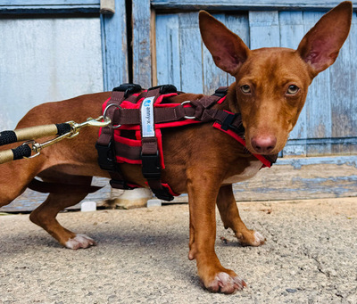 LOOLA, Podenco Maneto - Hündin
