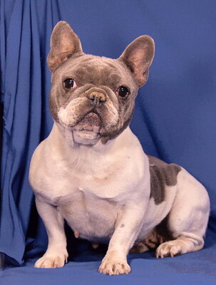 LORA - R E S E R V I E R T !!!!! sehr freundlich und anhänglich, verschmust, fröhlich, Französische Bulldogge - Hündin