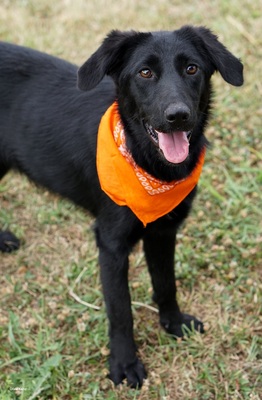 LORENA - R E S E R V I E R T !!!!! sehr menschenbezogen, verspielt, bewegungsfreudig, schlau und neugierig, gutmütig und sanft, anhänglich, Labrador Mischling (Video auf HP) - Hündin