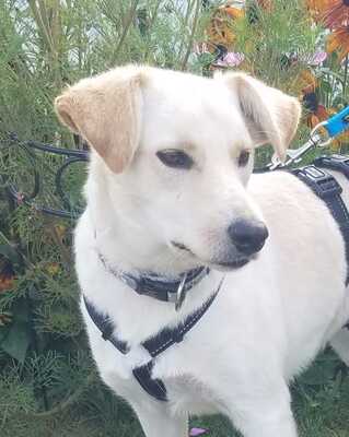 LORRA, Mischling - Hündin