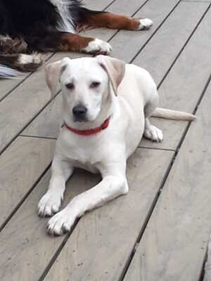 LORYO, Labradormischling - Rüde