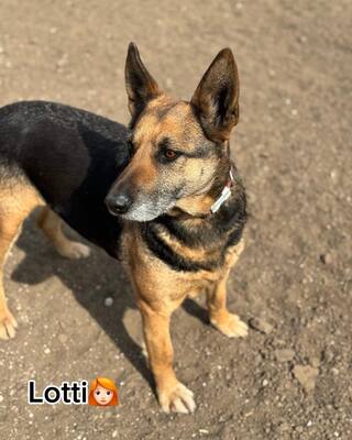 LOTTI sucht eine Familie und gerne auch eine Aufgabe