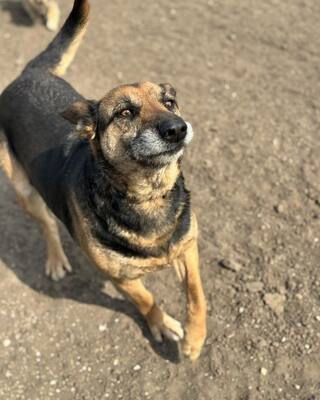 LOTTI sucht eine Familie und gerne auch eine Aufgabe, Schäfer-Mischling - Hündin