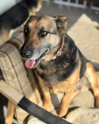 LOTTI sucht eine Familie und gerne auch eine Aufgabe, Schäferhund-Mischling - Hündin