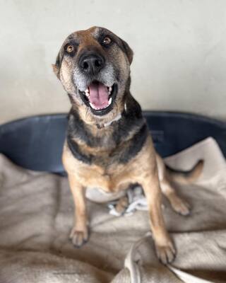 LOTTI sucht eine Familie und gerne auch eine Aufgabe, Schäferhund-Mischling - Hündin