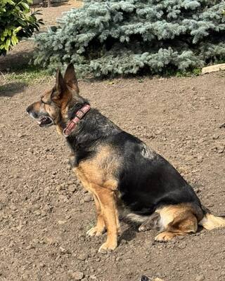 LOTTI sucht eine Familie und gerne auch eine Aufgabe, Schäferhund-Mischling - Hündin