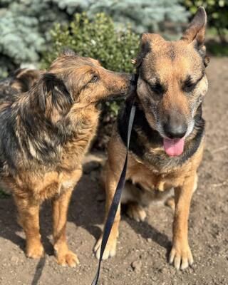 LOTTI sucht eine Familie und gerne auch eine Aufgabe, Schäferhund-Mischling - Hündin