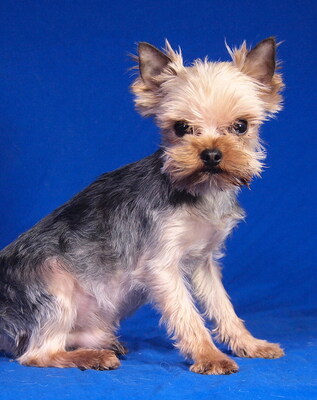 LOUI - R E S E R V I E R T !!!!! sehr lieb und fröhlich, verschmust, lebhaft, gelehrig, katzenverträglich