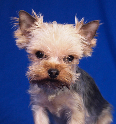 LOUI - R E S E R V I E R T !!!!! sehr lieb und fröhlich, verschmust, lebhaft, gelehrig, katzenverträglich, Yorkshire Terrier - Rüde