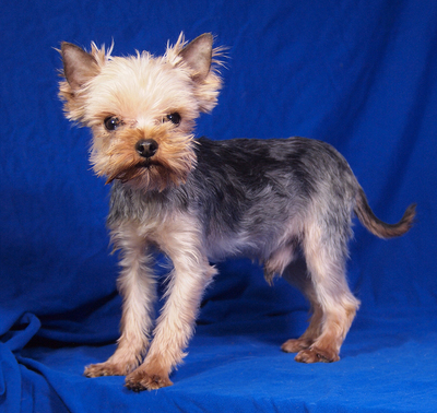 LOUI - sehr lieb und fröhlich, verschmust, lebhaft, gelehrig, katzenverträglich, Yorkshire Terrier - Rüde