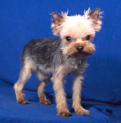 LOUI - sehr lieb und fröhlich, verschmust, lebhaft, gelehrig, katzenverträglich, Yorkshire Terrier - Rüde