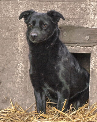 LOUISA - anhänglich und verschmust, neugierig, lebhaft, verspielt, klug, zunächst ängstlich