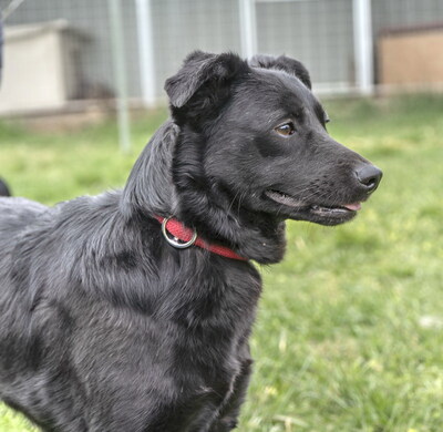 LOUISA - anhänglich und verschmust, neugierig, lebhaft, verspielt, klug, zunächst ängstlich, Mischling (Video auf HP) - Hündin