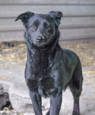 LOUISA - anhänglich und verschmust, neugierig, lebhaft, verspielt, klug, zunächst ängstlich, Mischling (Video auf HP) - Hündin