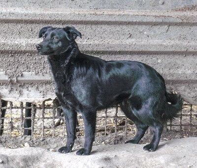 LOUISA - anhänglich und verschmust, neugierig, lebhaft, verspielt, klug, zunächst ängstlich, Mischling (Video auf HP) - Hündin