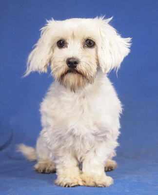 LUCA - anhänglich, freundlich, verschmust, gelehrig, katzenverträglich, anfangs etwas ängstlich, Malteser - Hündin