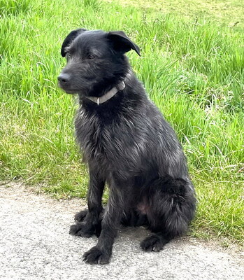 LUCAS - sehr lieb und sanftmütig, bewegungsfreudig, neugierig, gelehrig, katzenverträglich, kennt Kleintiere, anfangs schüchtern