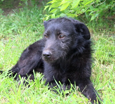 LUCAS - sehr lieb und sanftmütig, bewegungsfreudig, neugierig, gelehrig, katzenverträglich, kennt Kleintiere, anfangs schüchtern, Mischling - Betreuungsplatz Burgenland - Rüde