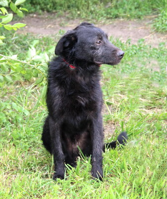 LUCAS - sehr lieb und sanftmütig, bewegungsfreudig, neugierig, gelehrig, katzenverträglich, kennt Kleintiere, anfangs schüchtern, Mischling - Betreuungsplatz Burgenland - Rüde