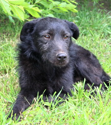 LUCAS - sehr lieb und sanftmütig, bewegungsfreudig, neugierig, gelehrig, katzenverträglich, kennt Kleintiere, anfangs schüchtern, Mischling - Betreuungsplatz Burgenland - Rüde