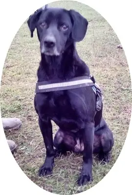 LUCIFER - 49 cm - IST EIGENTLICH EIN ENGEL! (aus dem Tierschutz/ mit Video), Labrador Mischling - Rüde