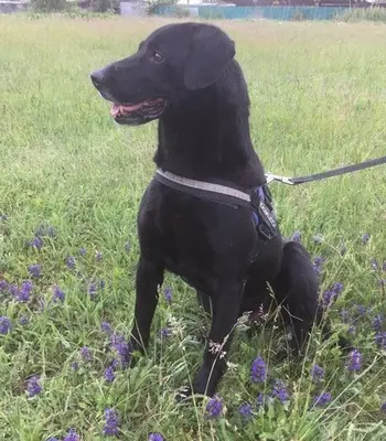 LUCIFER - 49 cm - IST EIGENTLICH EIN ENGEL! (aus dem Tierschutz/ mit Video), Labrador Mischling - Rüde