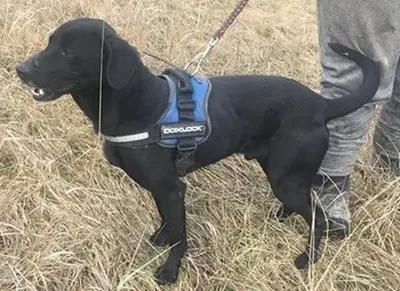 LUCIFER - 49 cm - IST EIGENTLICH EIN ENGEL! (aus dem Tierschutz/ mit Video), Labrador Mischling - Rüde