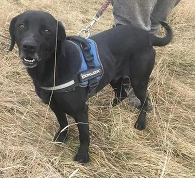 LUCIFER - 49 cm - IST EIGENTLICH EIN ENGEL! (aus dem Tierschutz/ mit Video), Labrador Mischling - Rüde