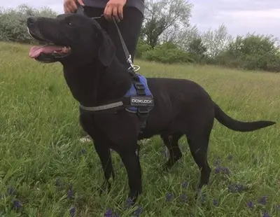 LUCIFER - 49 cm - IST EIGENTLICH EIN ENGEL! (aus dem Tierschutz/ mit Video), Labrador Mischling - Rüde