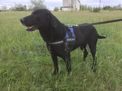LUCIFER - 49 cm - IST EIGENTLICH EIN ENGEL! (aus dem Tierschutz/ mit Video), Labrador Mischling - Rüde