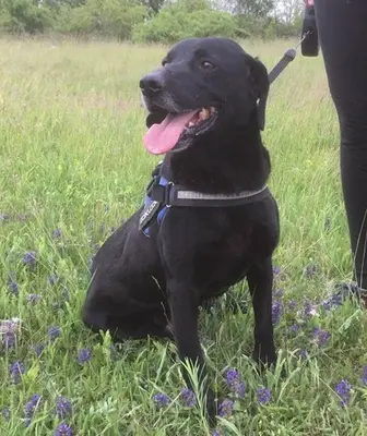 LUCIFER - 49 cm - IST EIGENTLICH EIN ENGEL! (aus dem Tierschutz/ mit Video), Labrador Mischling - Rüde
