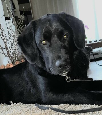 LUCKY 28, Labradormix - Rüde